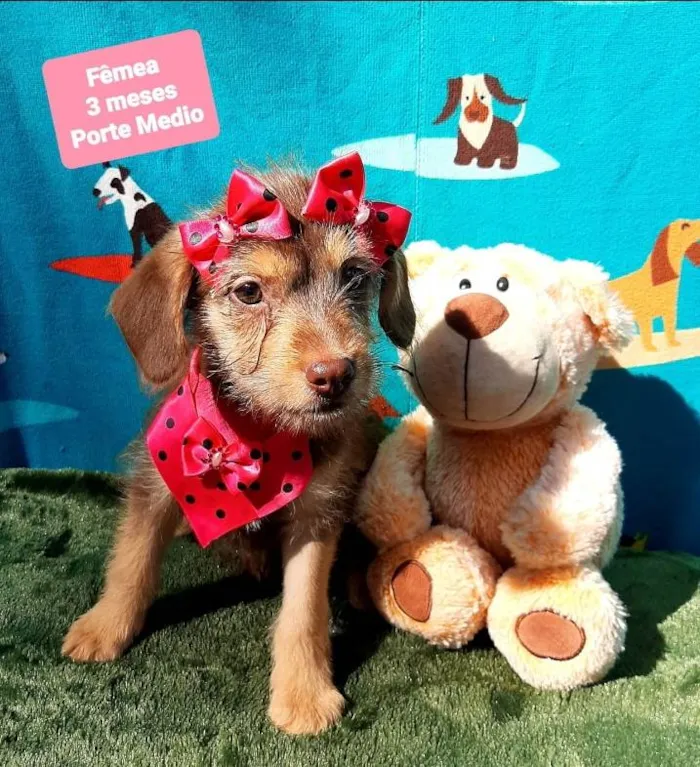 Cachorro raça Srd idade 2 a 6 meses nome Jady