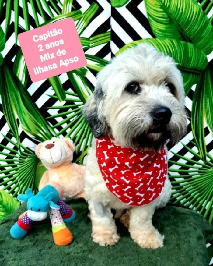 Cachorro raça Mix ilhasa apso idade 2 anos nome Capitão 