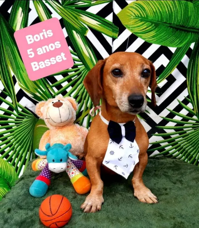 Cachorro raça Basset idade 5 anos nome Boris