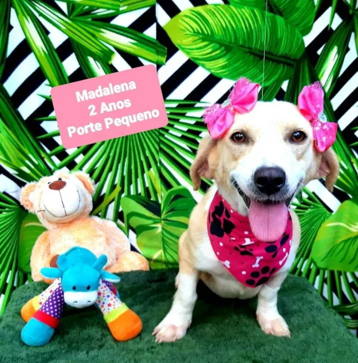 Cachorro raça Srd idade 2 anos nome Madalena 