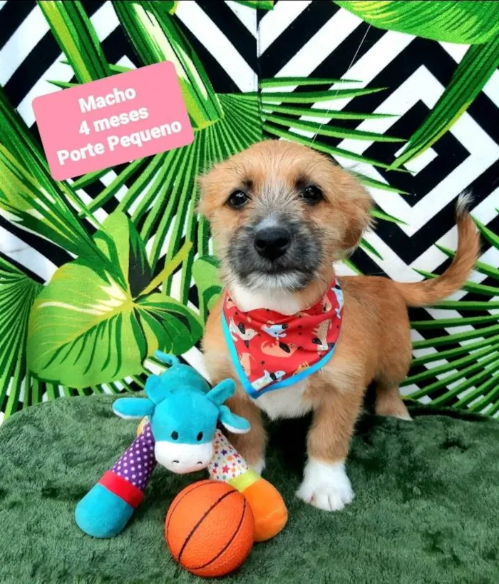 Cachorro raça Srd idade 2 a 6 meses nome Dolfi