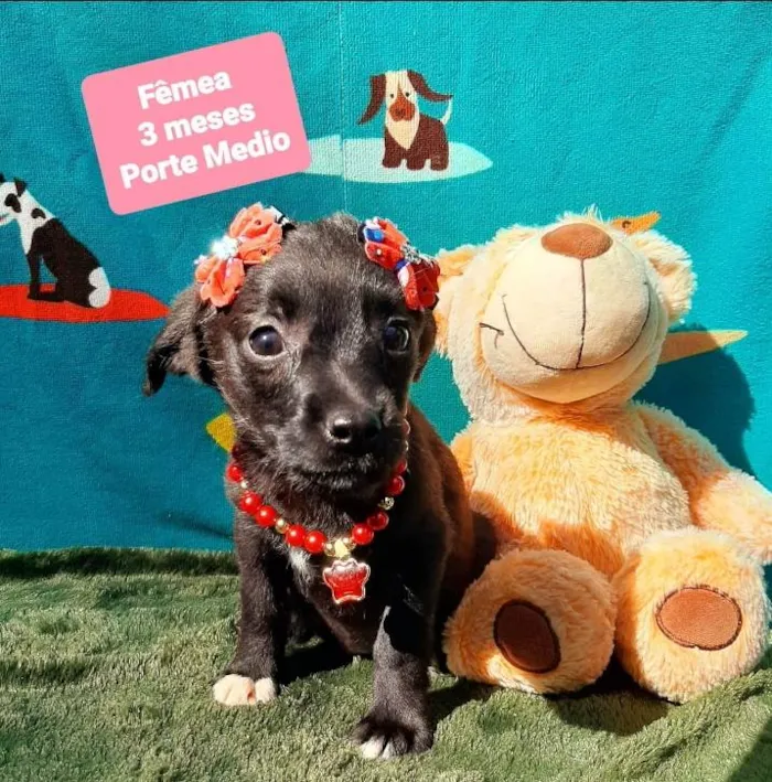 Cachorro raça Srd idade 2 a 6 meses nome Florzinha 