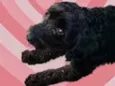 Cachorro raça Poodle  idade 1 ano nome Bob Poodle lindo 