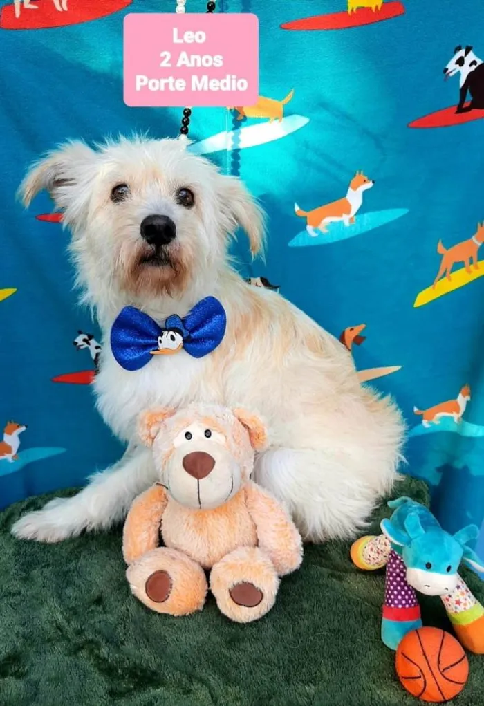 Cachorro raça Srd idade 2 anos nome Leo