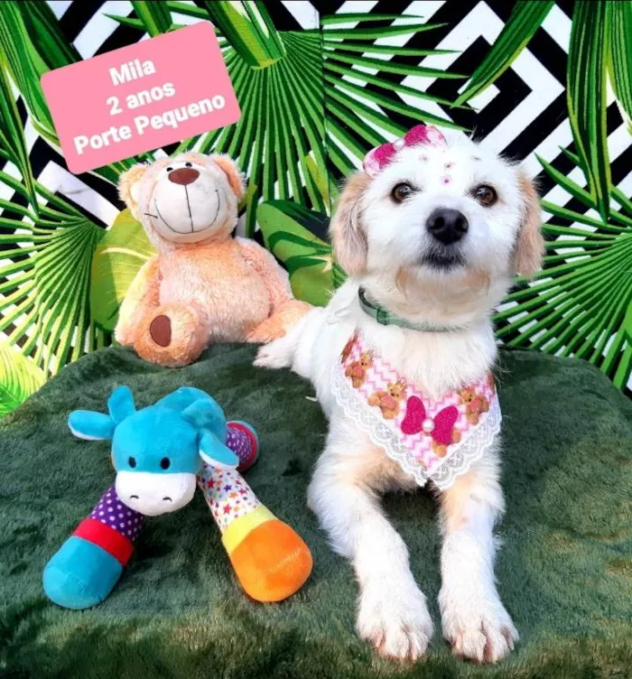 Cachorro raça Srd idade 2 anos nome Mila