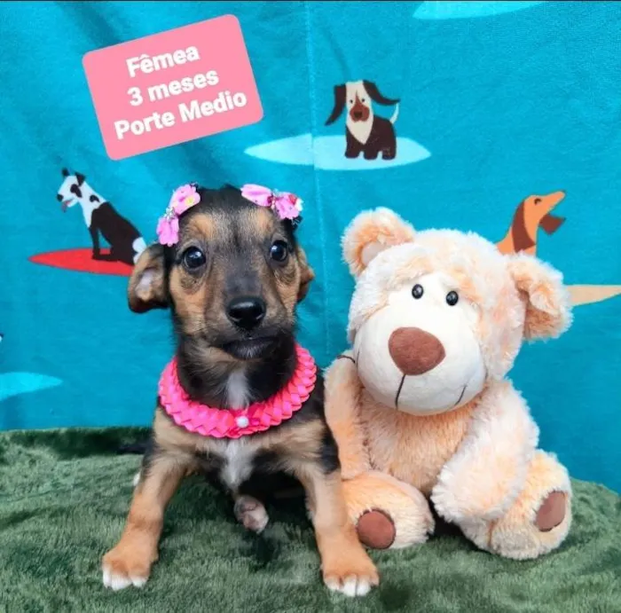 Cachorro raça Srd idade 2 a 6 meses nome Daise