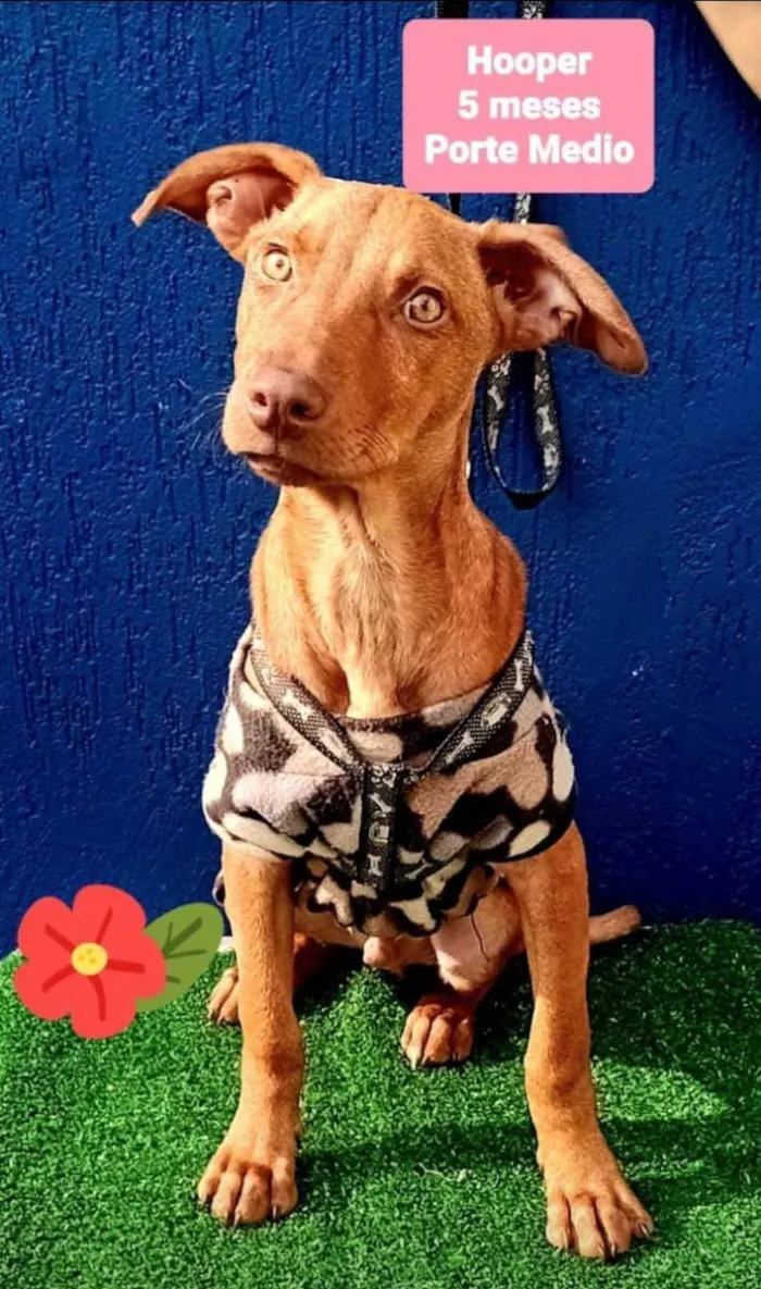 Cachorro raça Srd idade 2 a 6 meses nome Hooper