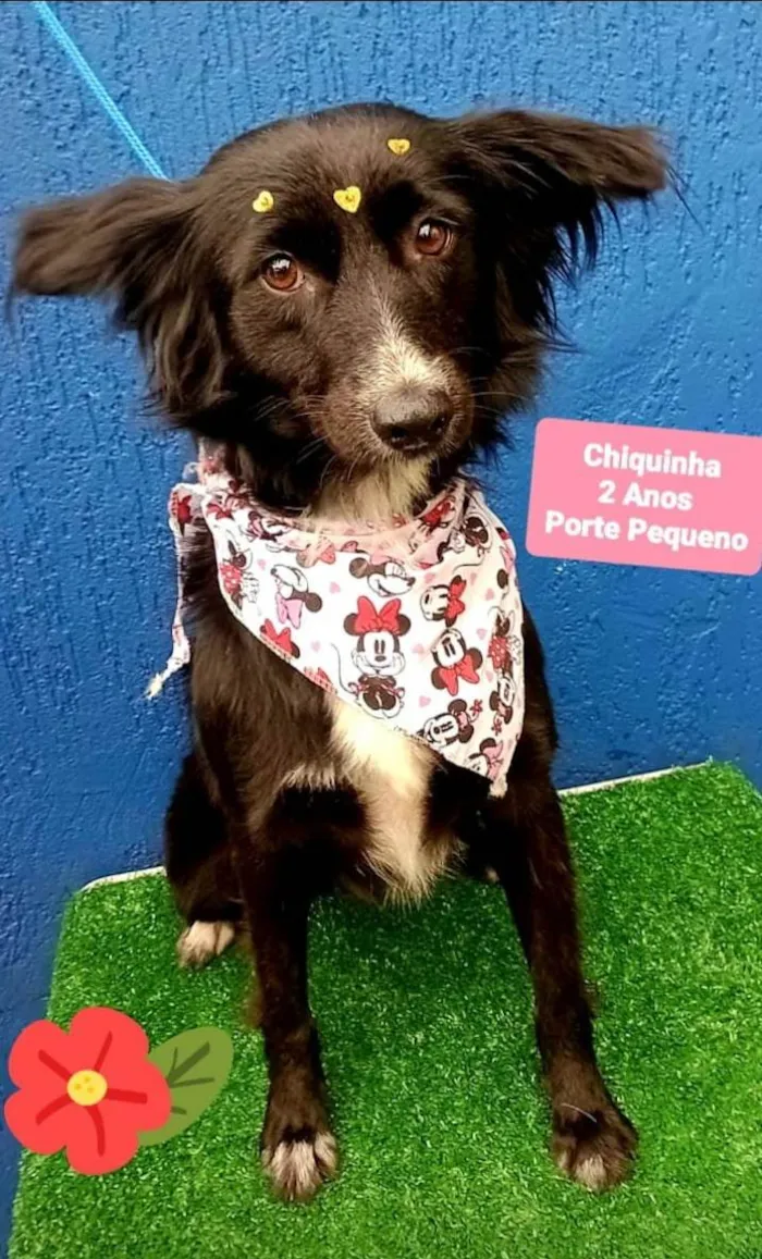Cachorro raça Srd idade 2 anos nome Chiquinha
