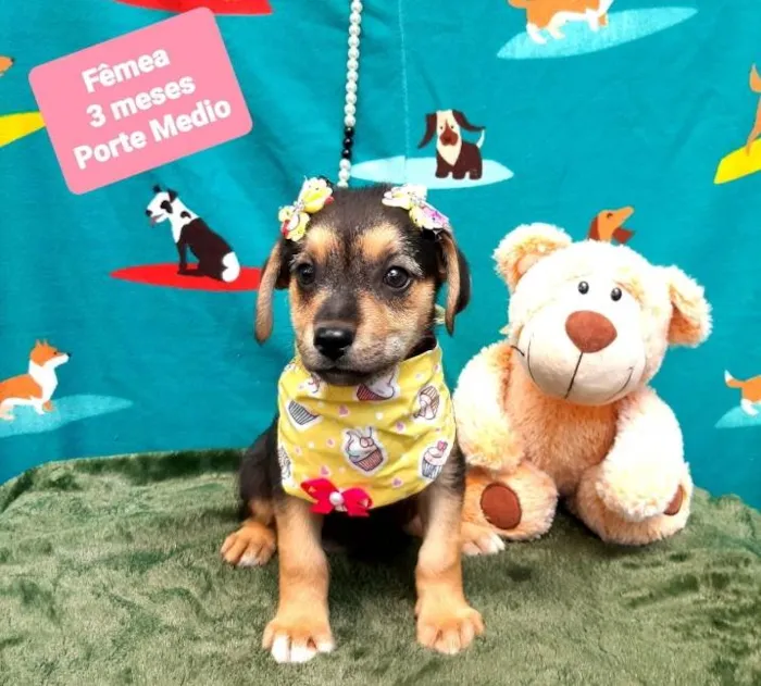 Cachorro raça Srd idade 2 a 6 meses nome Purpura