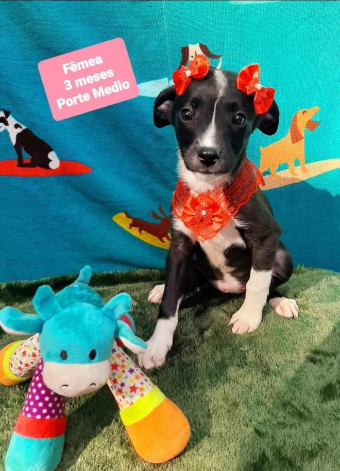 Cachorro raça Srd idade 2 a 6 meses nome Lola