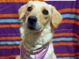 Cachorro raça Srd idade 2 anos nome Clarinha