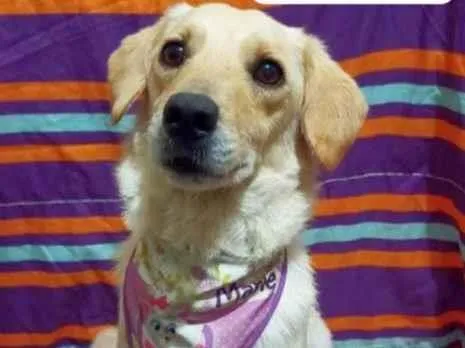 Cachorro raça Srd idade 2 anos nome Clarinha