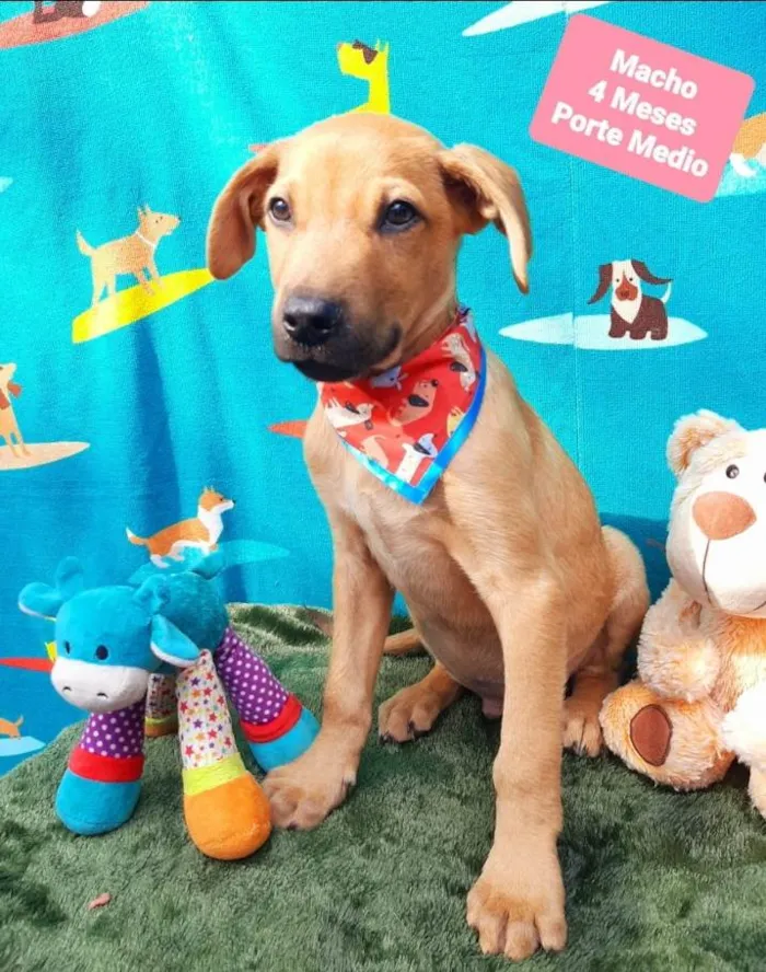 Cachorro raça Srd idade 2 a 6 meses nome Thor