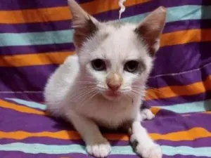 Gato raça Srd idade 2 a 6 meses nome Luli
