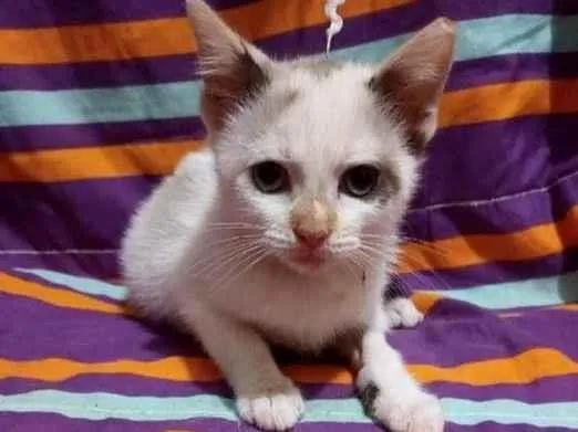 Gato raça Srd idade 2 a 6 meses nome Luli