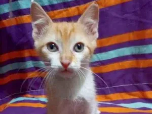 Gato raça Srd idade 2 a 6 meses nome Maicon