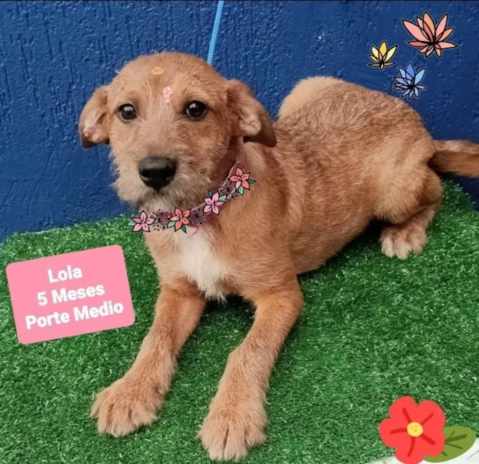 Cachorro raça Srd idade 2 a 6 meses nome Lola