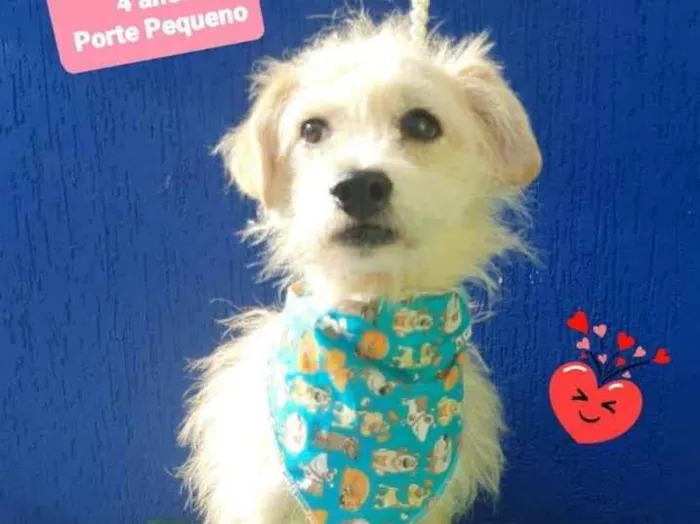 Cachorro raça Srd idade 4 anos nome Frederico 