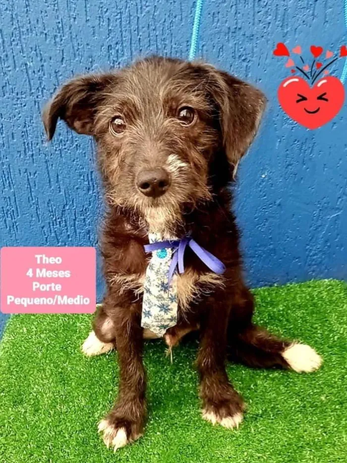 Cachorro raça Srd idade 2 a 6 meses nome Theo