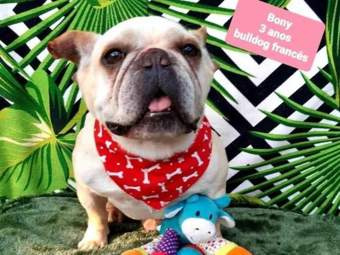 Cachorro raça Bulldog francês  idade 3 anos nome Bony