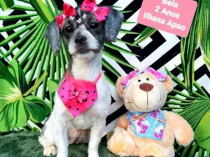 Cachorro raça Ilhasa apso  idade 2 anos nome Bela