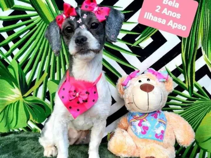Cachorro raça Ilhasa apso  idade 2 anos nome Bela
