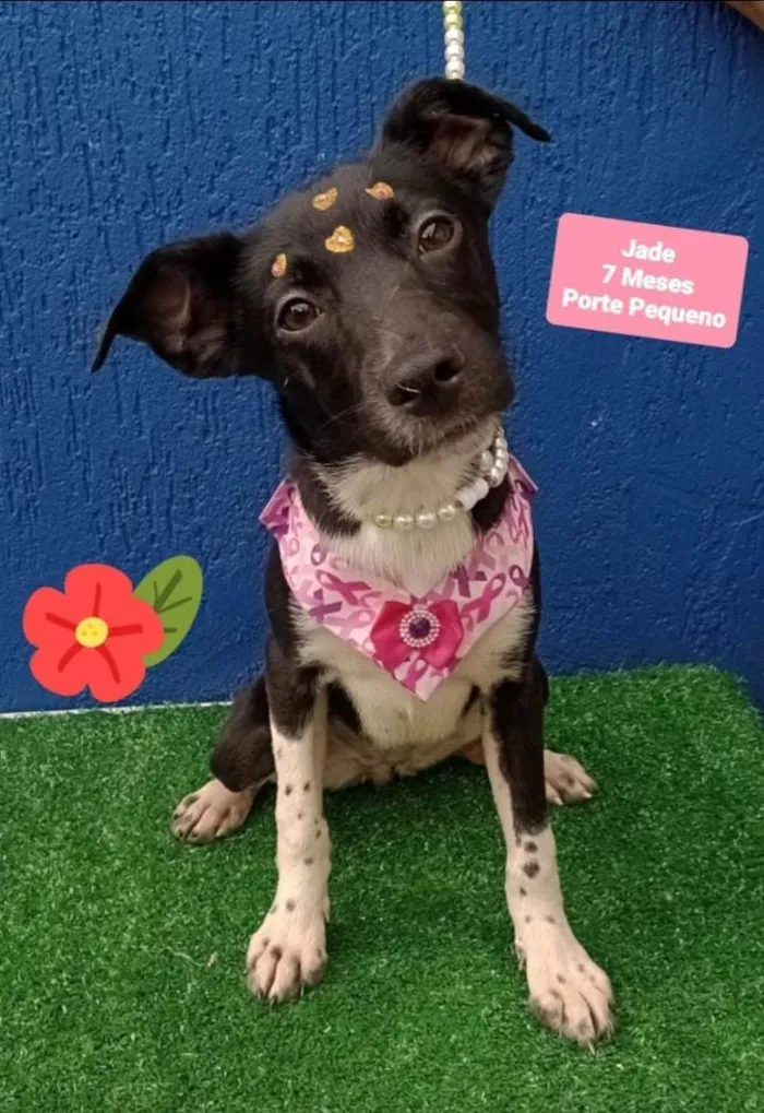Cachorro raça Srd idade 7 a 11 meses nome Jade