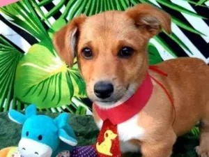 Cachorro raça Srd idade 2 a 6 meses nome Bob