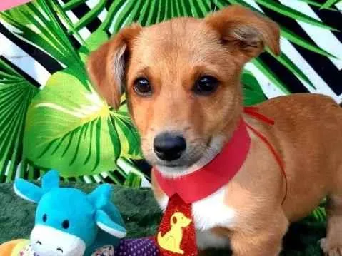 Cachorro raça Srd idade 2 a 6 meses nome Bob