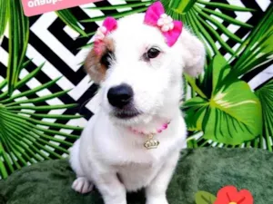 Cachorro raça Srd idade 2 a 6 meses nome Larissa