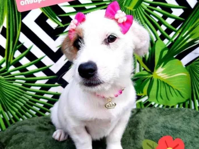 Cachorro raça Srd idade 2 a 6 meses nome Larissa