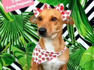 Cachorro raça Srd idade 2 anos nome Baby