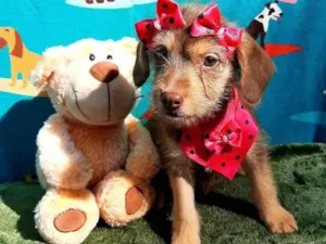 Cachorro raça Srd idade 2 a 6 meses nome Jady