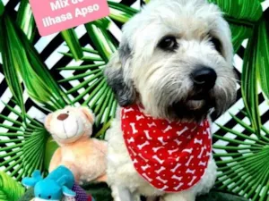 Cachorro raça Mix ilhasa apso idade 2 anos nome Capitão 