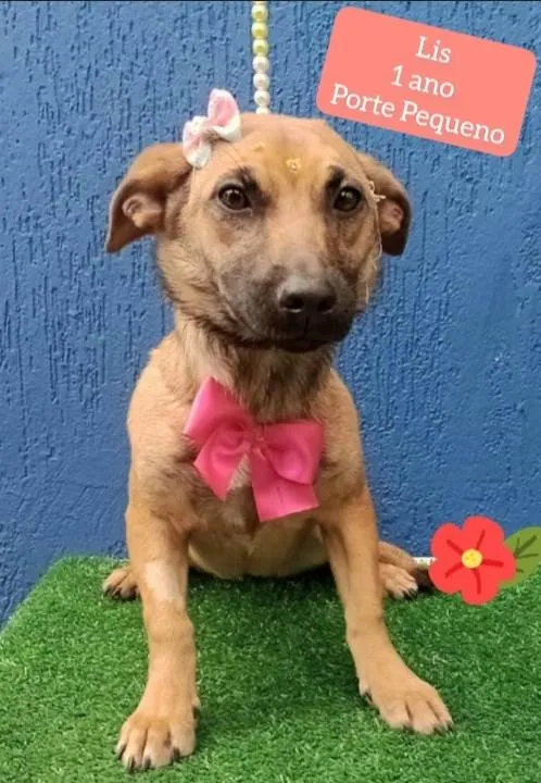 Cachorro raça Srd idade 1 ano nome Liz