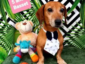 Cachorro raça Basset idade 5 anos nome Boris