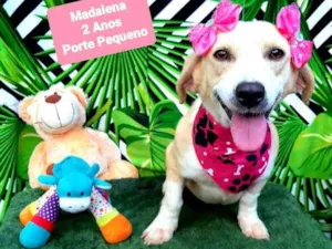Cachorro raça Srd idade 2 anos nome Madalena 