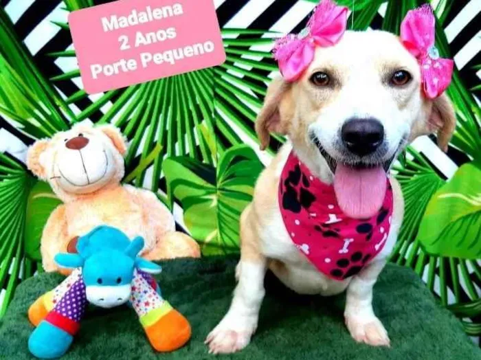 Cachorro raça Srd idade 2 anos nome Madalena 