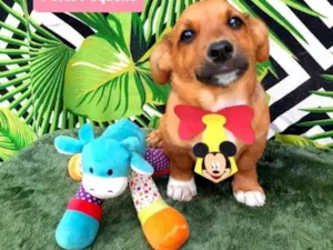 Cachorro raça Srd idade 2 a 6 meses nome Pateta
