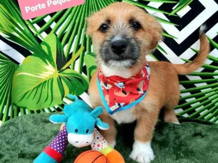 Cachorro raça Srd idade 2 a 6 meses nome Dolfi