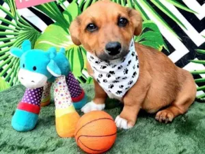 Cachorro raça Srd idade 2 a 6 meses nome Tobe