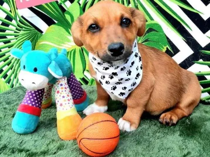 Cachorro raça Srd idade 2 a 6 meses nome Tobe