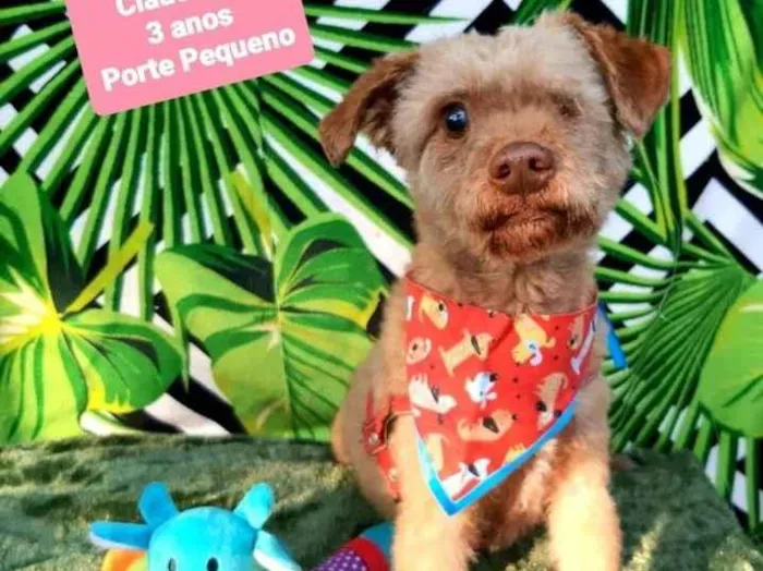 Cachorro raça Srd idade 1 ano nome Cristal