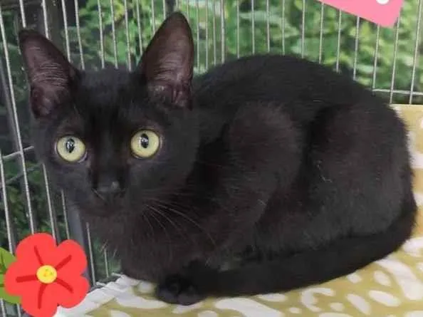 Gato raça Srd idade 2 a 6 meses nome Luci