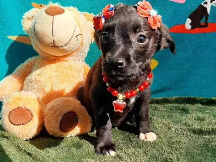 Cachorro raça Srd idade 2 a 6 meses nome Florzinha 