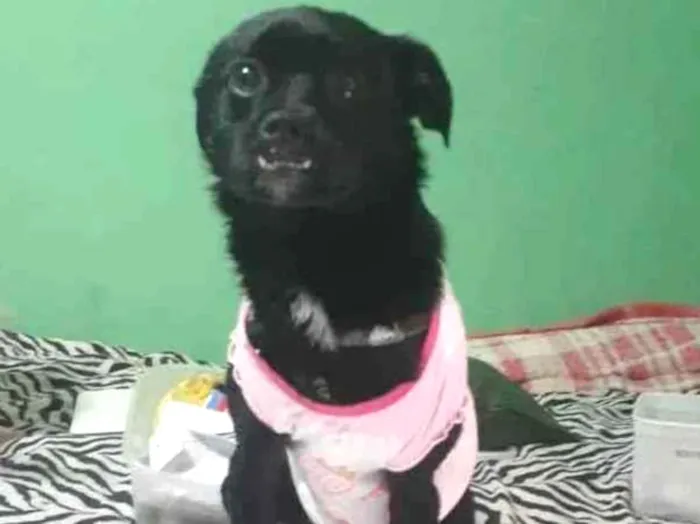 Cachorro ra a SRD idade 1 ano nome Duque