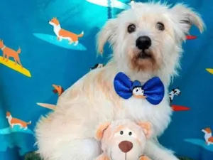Cachorro raça Srd idade 2 anos nome Leo