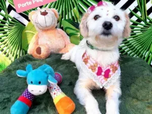 Cachorro raça Srd idade 2 anos nome Mila
