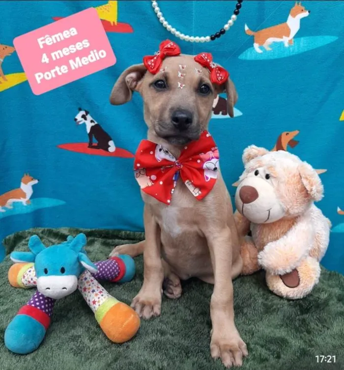 Cachorro raça Srd idade 2 a 6 meses nome Cibele