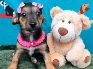 Cachorro raça Srd idade 2 a 6 meses nome Daise